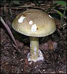 [phalloides-1b.jpg]