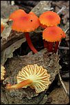 [cantharellus-1b.jpg]