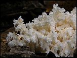 [coralloides-4.jpg]