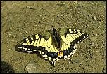 [machaon-a6amu.jpg]