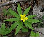 [ranunculoides-4b.jpg]