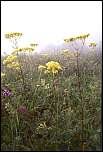 [scabiosifolia-1.jpg]